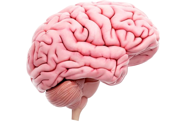 Brain